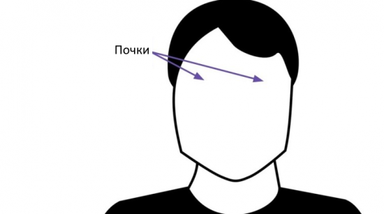 Дуга бровей - почки