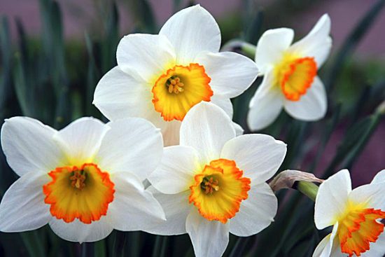 Нарцисс для цветущего круглый год сада