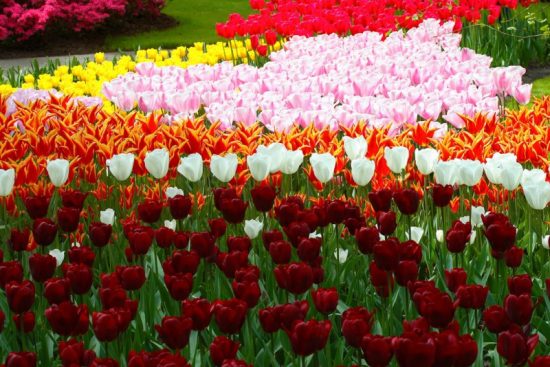 Тюльпаны для цветущего круглый год сада