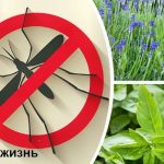8 растений, которые навсегда защитят вас от комаров