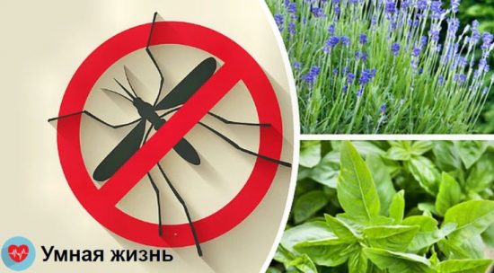 8 растений, которые навсегда защитят вас от комаров