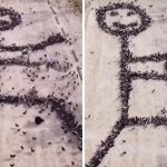 Человек сделал рисунок из живых птиц