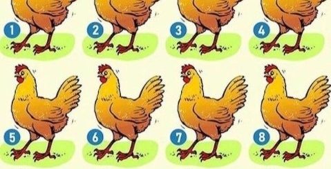 Какая курица отличается от всех остальных?